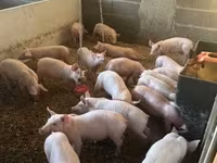 Disznók (tétel, nem megadva), Sertések — 1. fotó