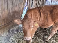 Cow, Limousin cow — photo 5