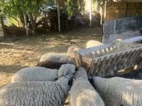 نعجة, White Suffolk sheep — الصورة 2