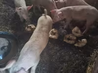 母猪, Pigs — 照片 2