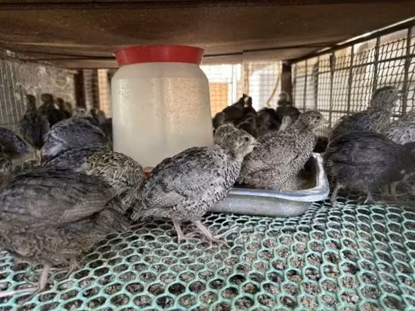 Quails