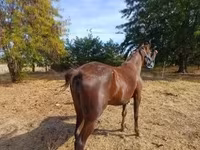 Mare, Standardbred — photo 4