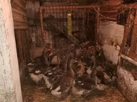 Geese — photo 2