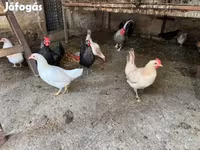 丹麦母鸡 — 照片 3