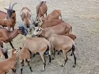Ram, Cameroon sheep — photo 3