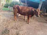 Tehén, Red Estonian cattle — 1. fotó