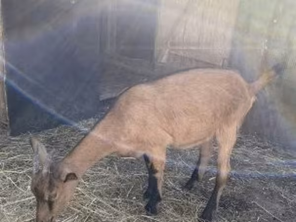 母山羊, Alpine goat — 匈牙利
