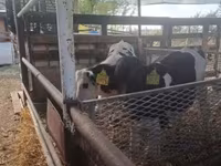 公牛, Russian Black pied cattle — 照片 3