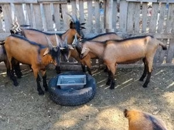 Kozioł, Alpine goat — Węgry