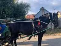 घोड़ा, Nonius horse — फ़ोटो 1