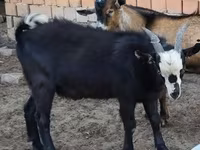 Goat, Goats — photo 8
