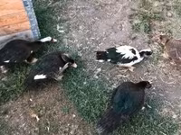 Ducks — 2-сурет