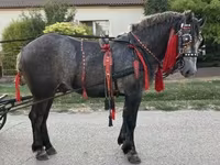 Cheval, Chevaux — photo 5