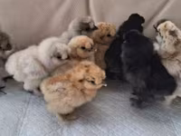Silkie — foto 8