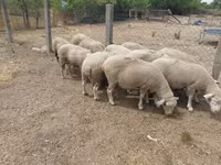 母羊, Sheep — 照片 4