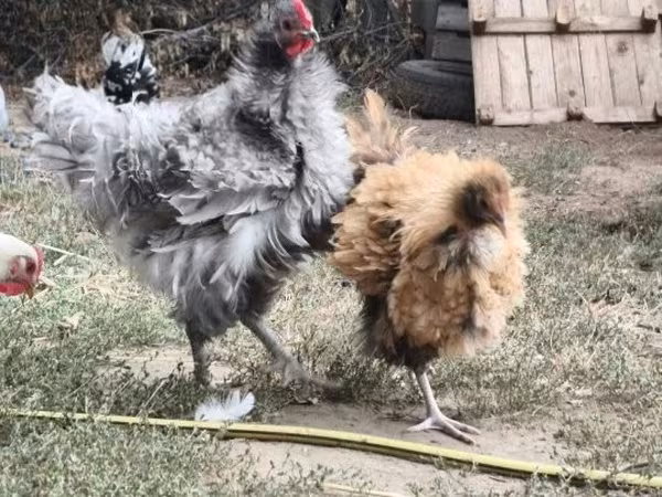 ऑर्पिंग्टन