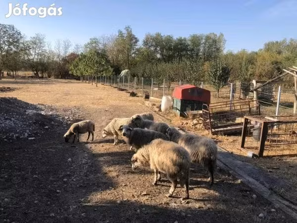 نعجة, الأغنام