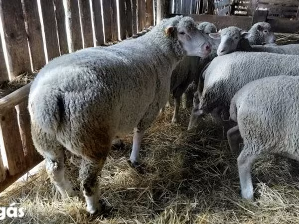 Kos, Ile-de-France sheep