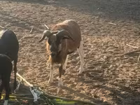 Widder, Cameroon sheep — Foto 5