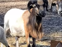 Kos, Cameroon sheep — 3. fotó