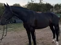 Kanca, Dutch warmblood horse — 1. fotó