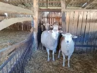 Sheep, Ile-de-France sheep — photo 1