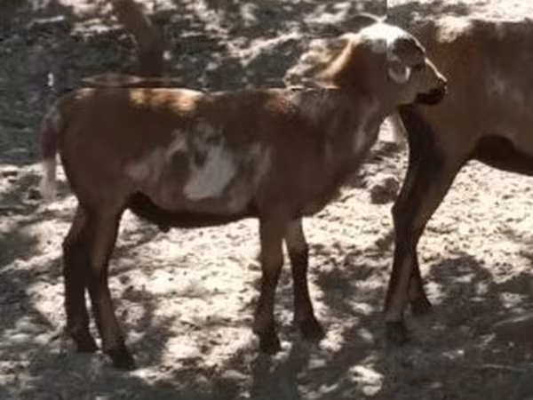 Beran, Cameroon sheep — Maďarsko
