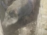 公猪, Pigs — 照片 2