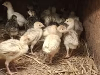 Turkeys — foto 1