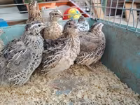 Quails — photo 4