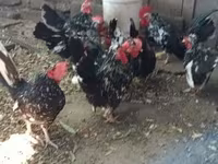 Chickens — photo 1