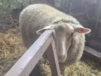 母羊, Sheep — 照片 1