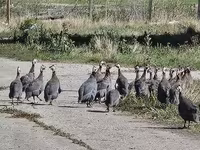 Guinea fowl — foto 2
