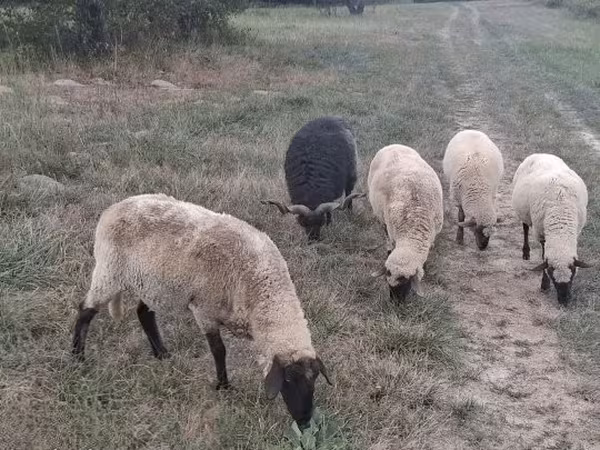 Beran, Ovce — Maďarsko