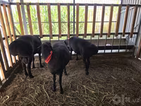 Bélier, Hissar sheep — photo 8