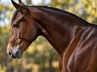 Hing, Quarter Horse — 3. fotó
