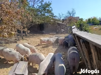 Boar, Вьетнамская вислобрюхая — photo 7