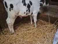 Byk, Russian Black pied cattle — zdjęcie 1