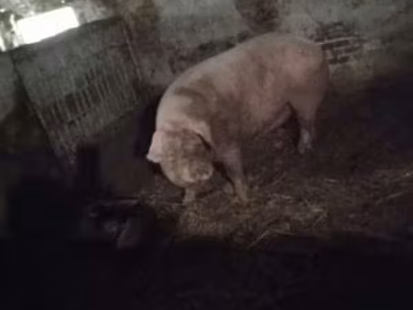 母猪, Pigs