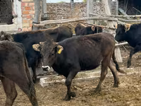 Vache, Aberdeen-Angus — photo 7