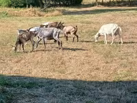 Goat, Goats — photo 1