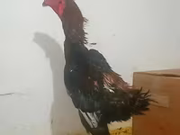 长门鸡 — 照片 1