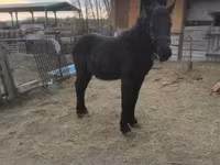 Caballo, Caballos — foto 3