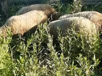 Kos, Merino sheep — 5. fotó