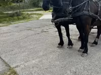 حصان, Friesian — الصورة 4