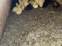 Ducks — foto 4