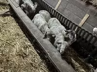 母羊, Sheep — 照片 5