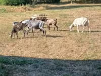 母山羊, Goats — 照片 1