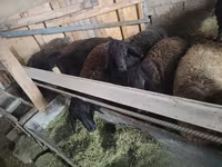 Kos, Edilbay sheep — 6. fotó