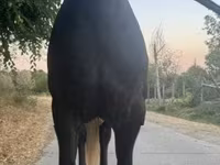 فرس, الخيول — الصورة 4